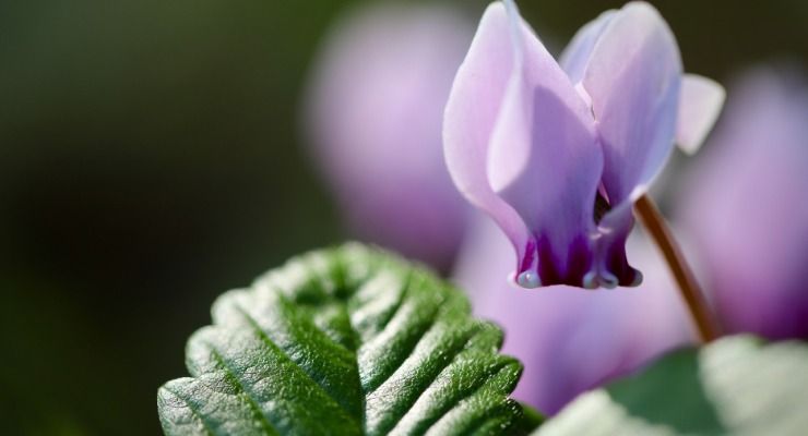 Fiori afflosciati ciclamino motivi 