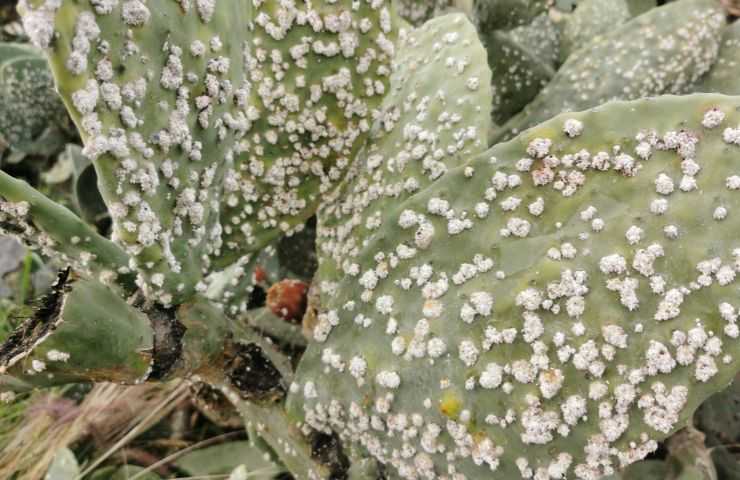 cocciniglia limone