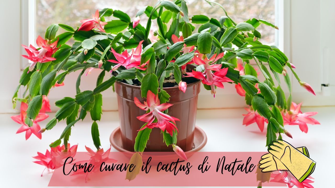 Far fiorire il cactus di Natale