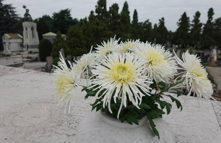 Crisantemi fiore defunti 2 novembre Italia