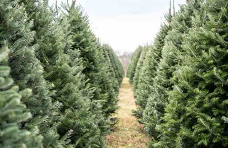 Degli abeti veri per Natale