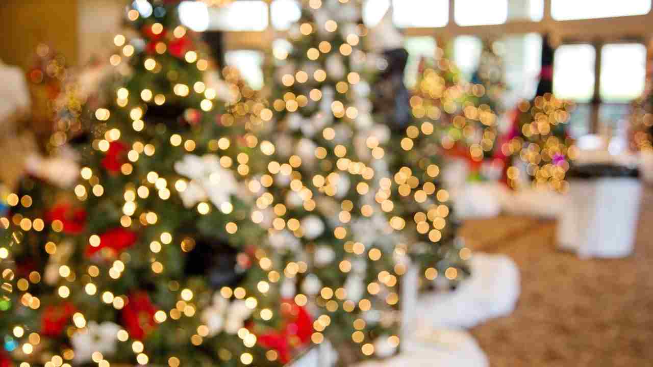 Dove trovare alberi di Natale economici