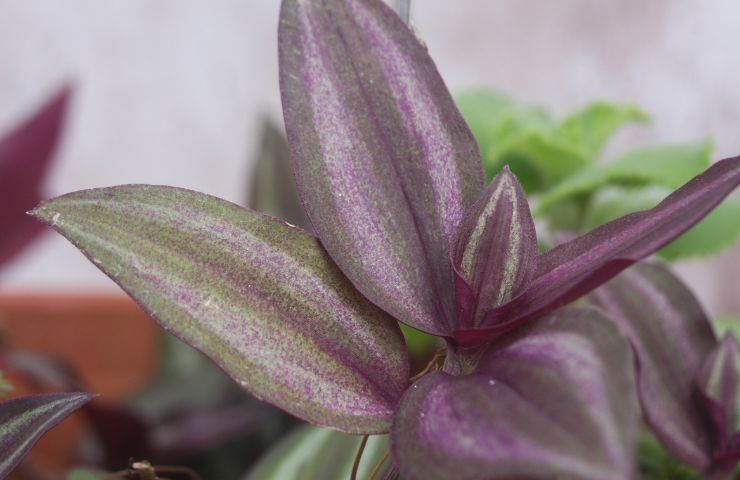 coltivare Tradescantia casa