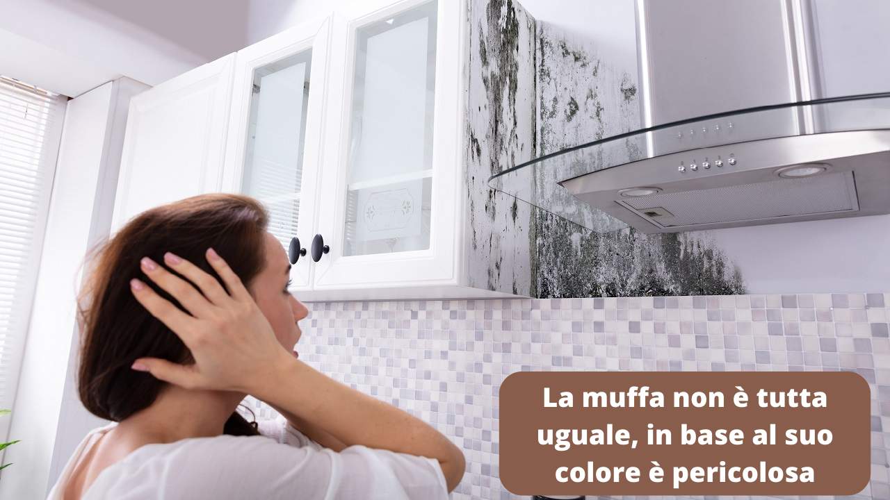 Muffa colore pericolo