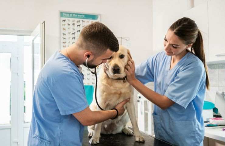 Due veterinari visitano un cane