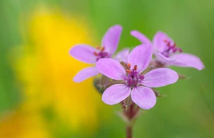 piante fioritura novembre