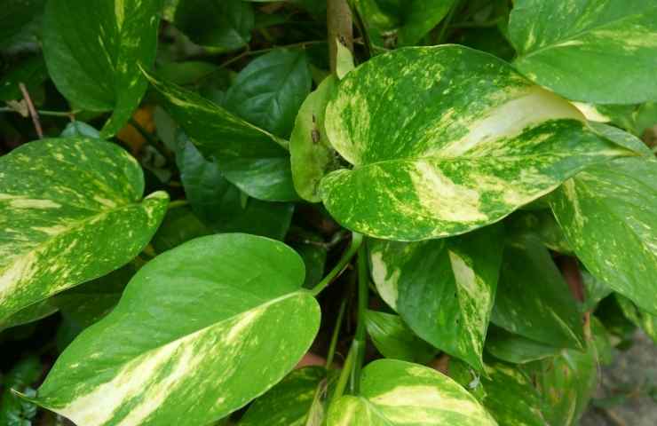 foglie pothos