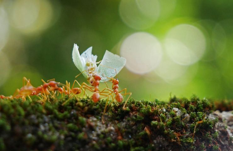 rimedi naturali allontanare formiche