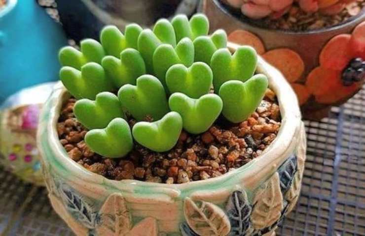 Il Conophytum bilobum in vaso