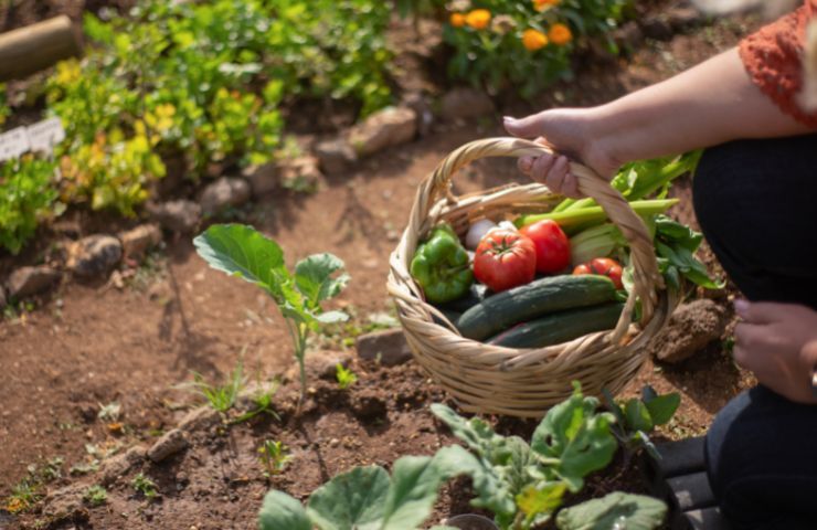 Giardinaggio in casa