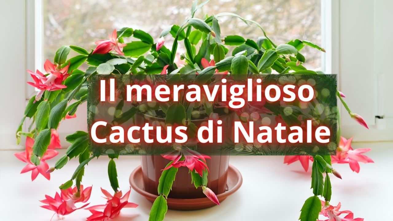 cactus di natale