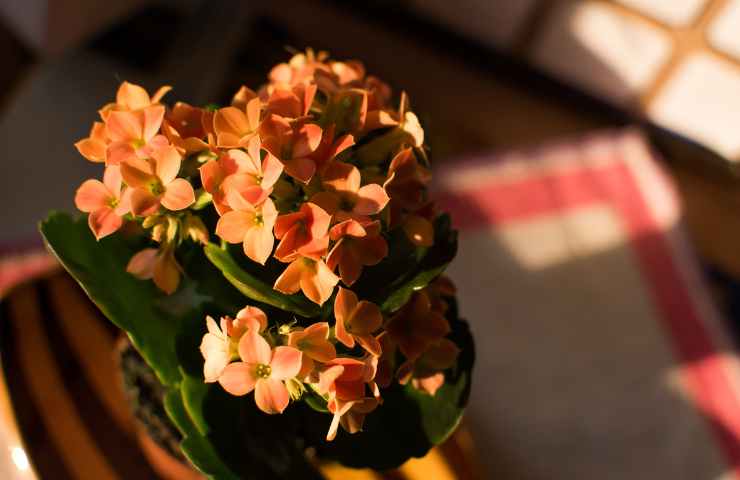 Kalanchoe pianta