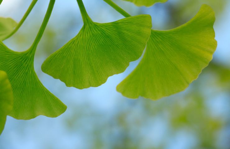 coltivazione Gingko albero