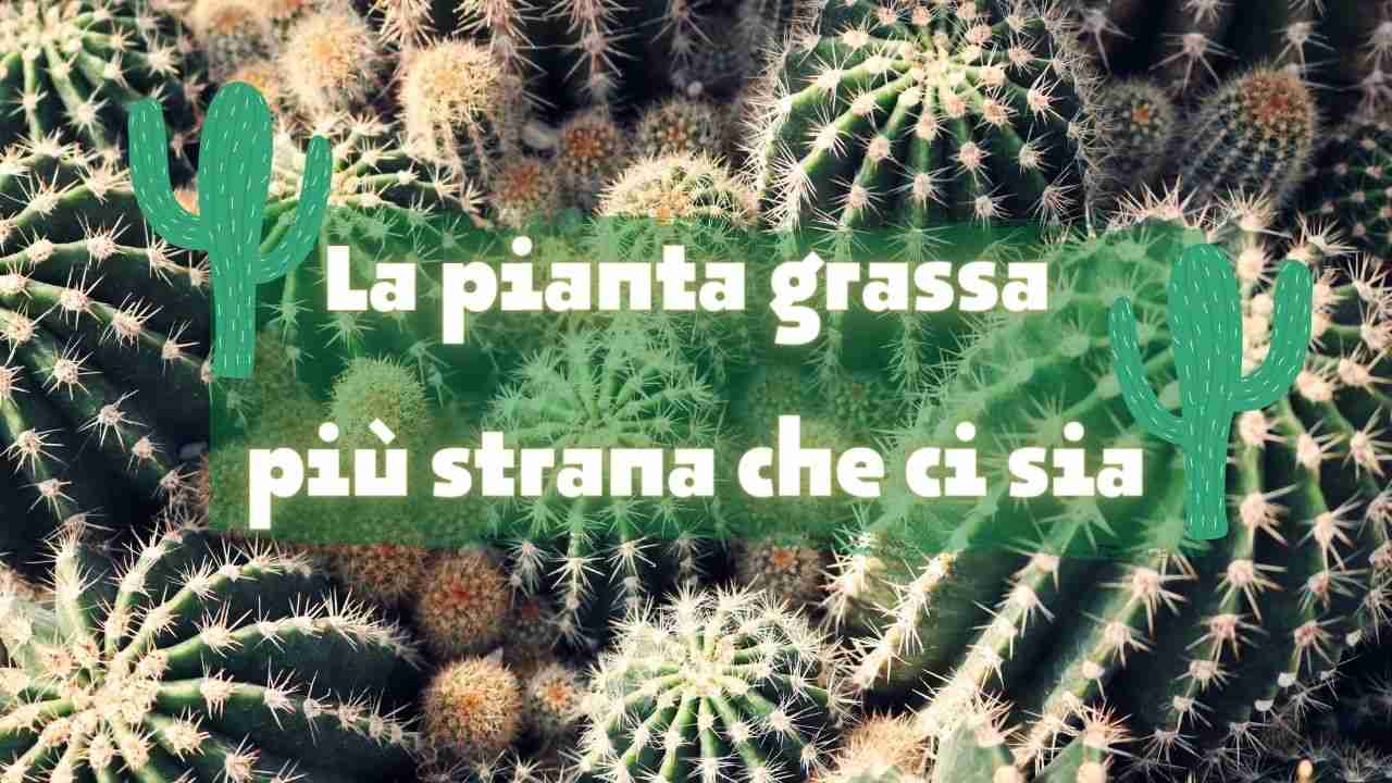 pianta grassa particolare