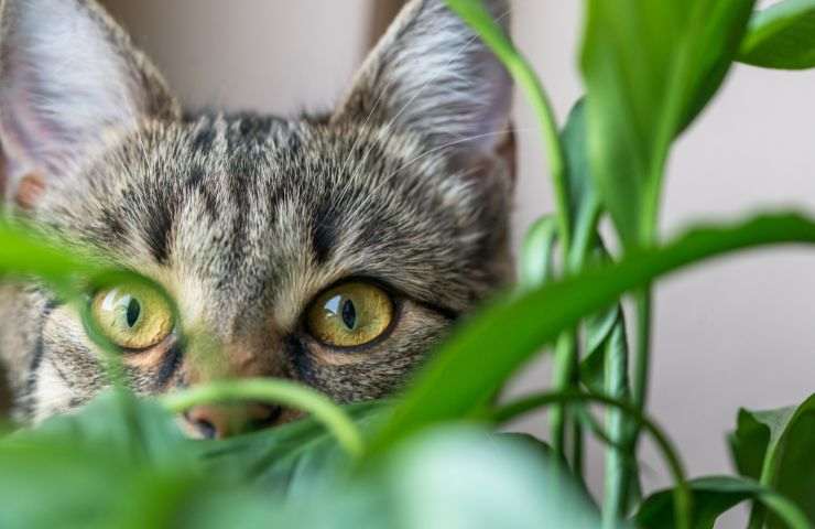 Lo sguardo di un gatto parzialmente coperto da una pianta