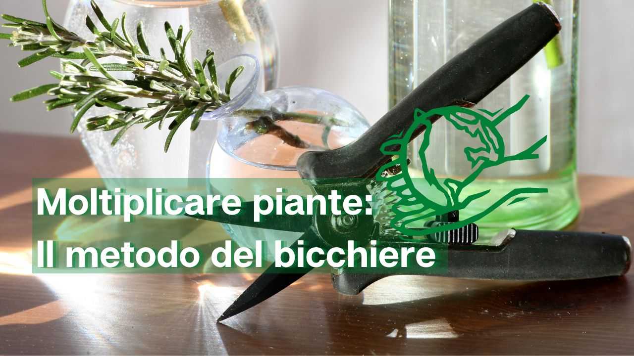 moltiplicare qualsiasi pianta