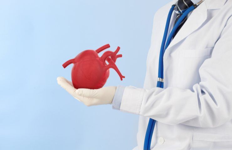 Modellino di un cuore in mano ad un dottore