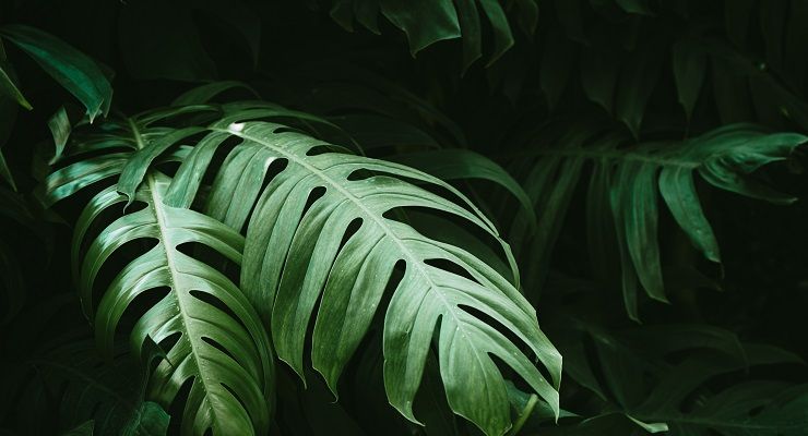 Monstera pianta splendida