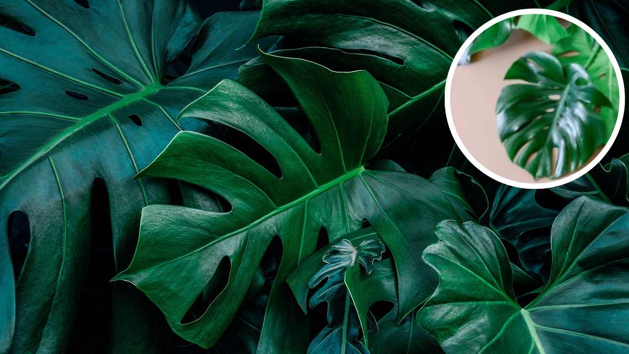 Monstera pianta meravigliosa