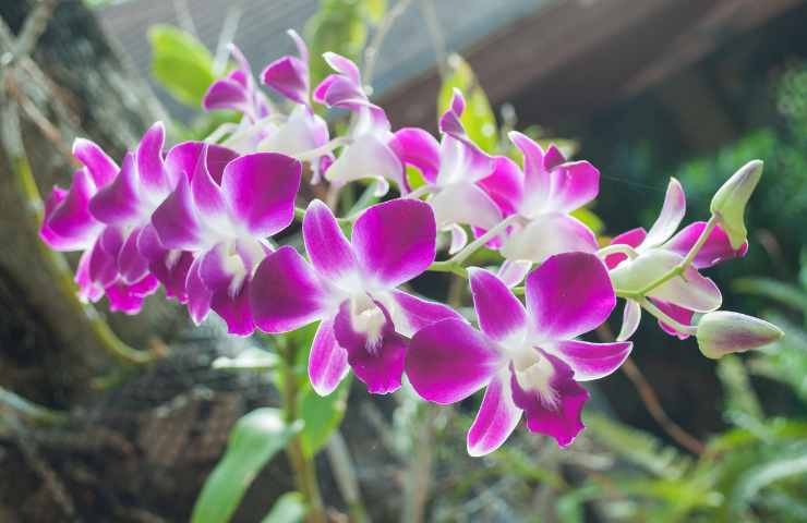 orchidea