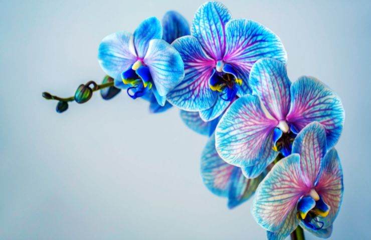 orchidea blu