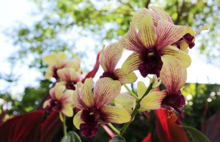 stimolare crescita steli orchidea