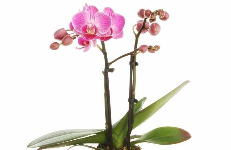 orchidea