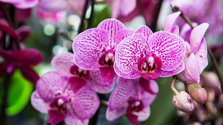 fiorire orchidea