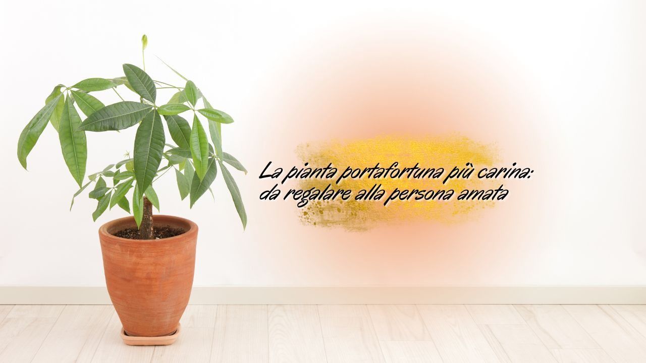 pianta portafortuna pachira