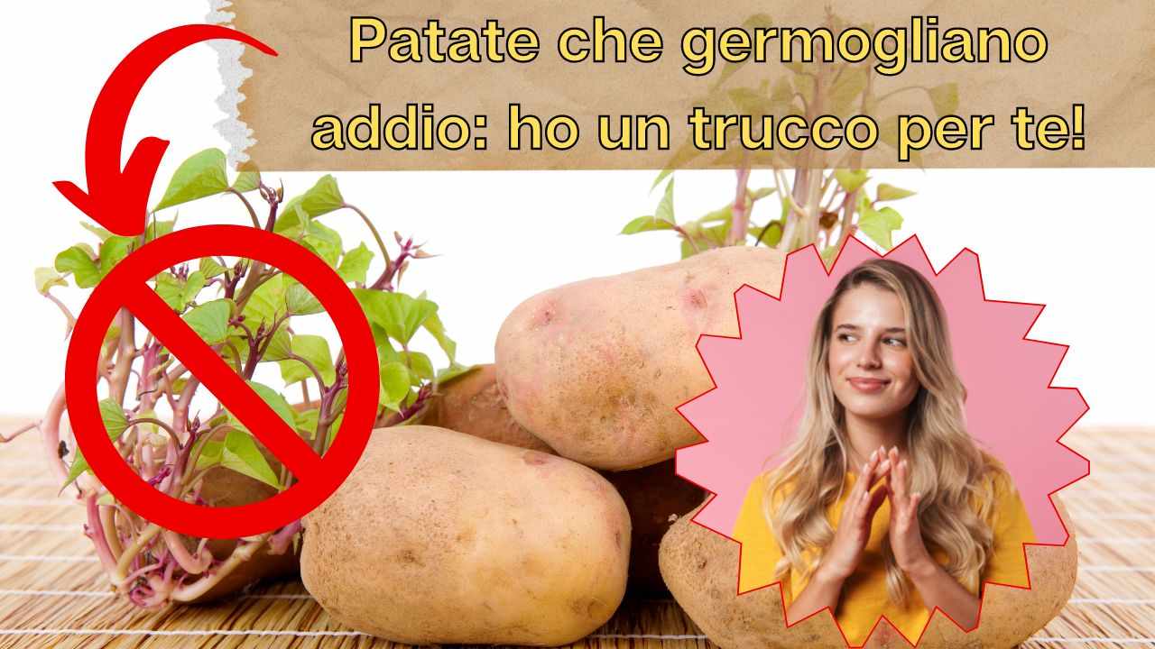 germogli patate