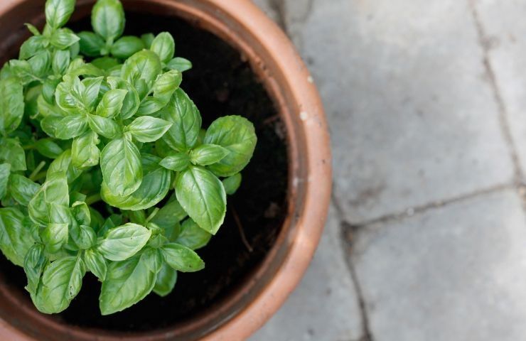 piante repellenti insetti