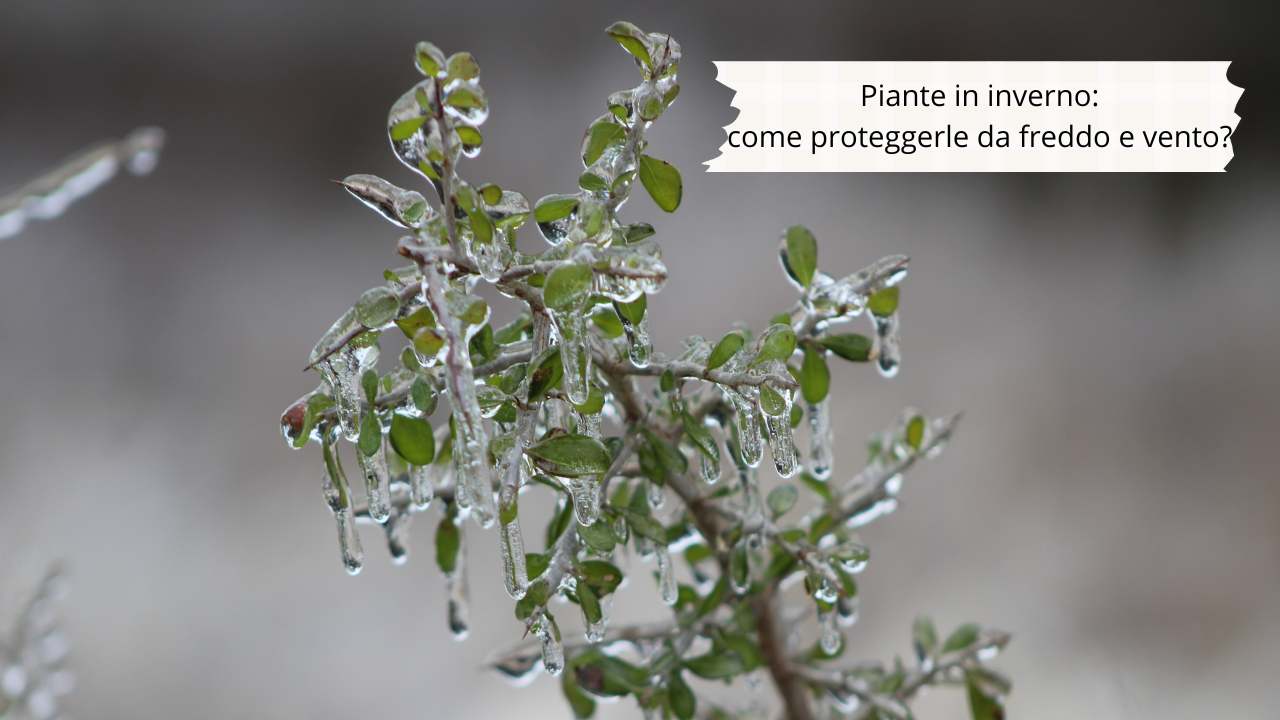 piante in inverno