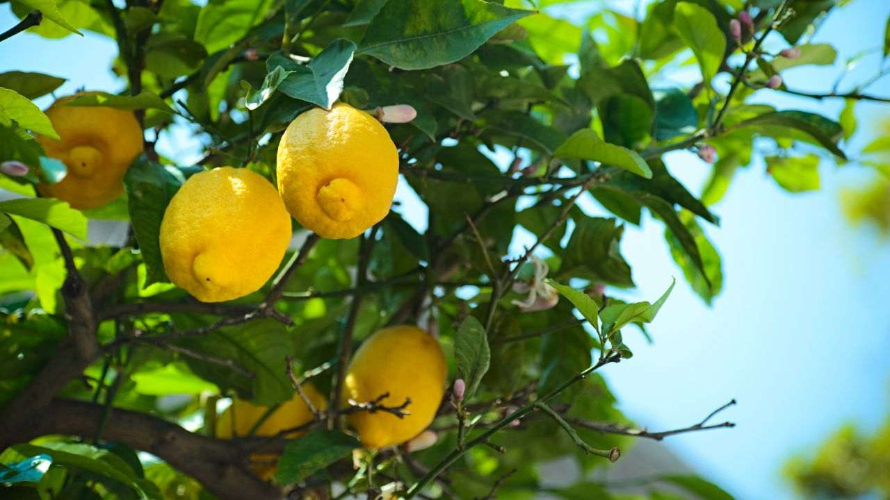 pianta limoni sintomo
