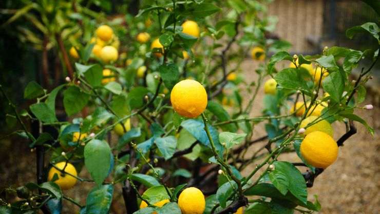 pianta limoni cura