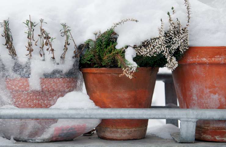 piante resistenti al freddo