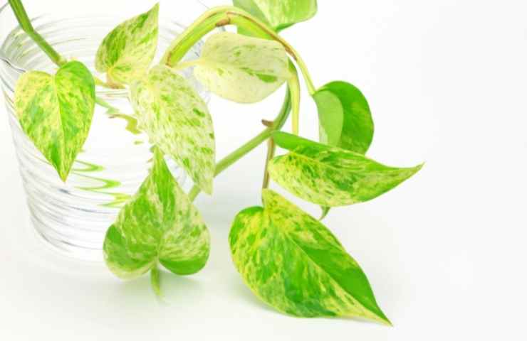 Pothos