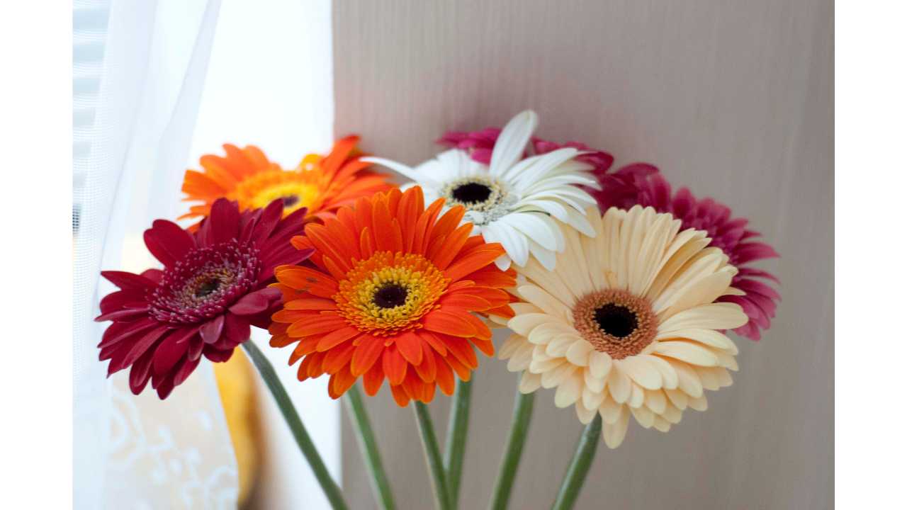 gerbera fiore pianta