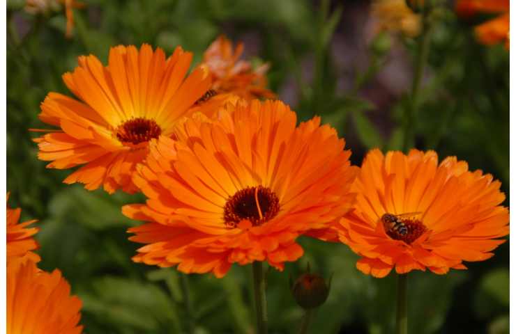 gerbera come curarla 