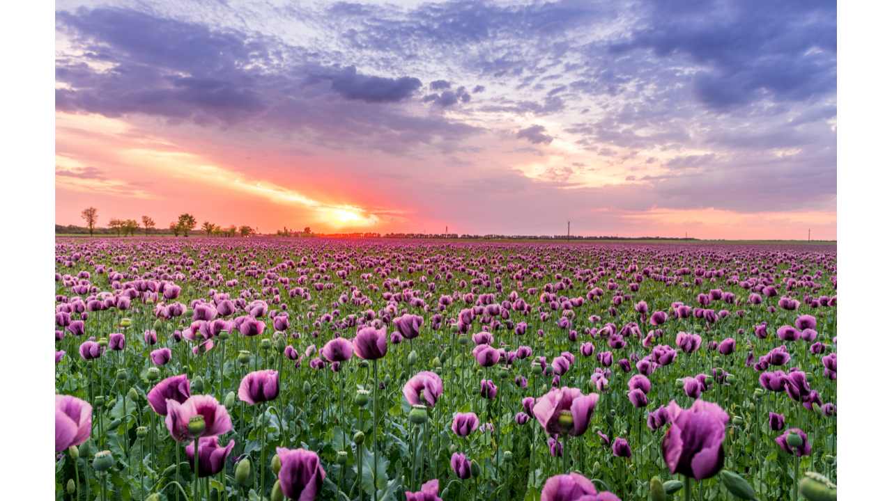 fiori piantare dicembre