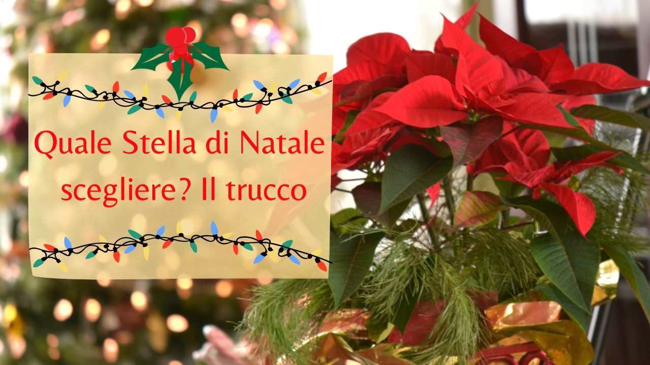 stella di natale acquistare