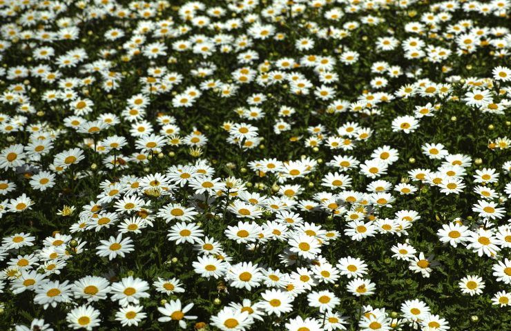 Fiori sempre fioriti quali sono