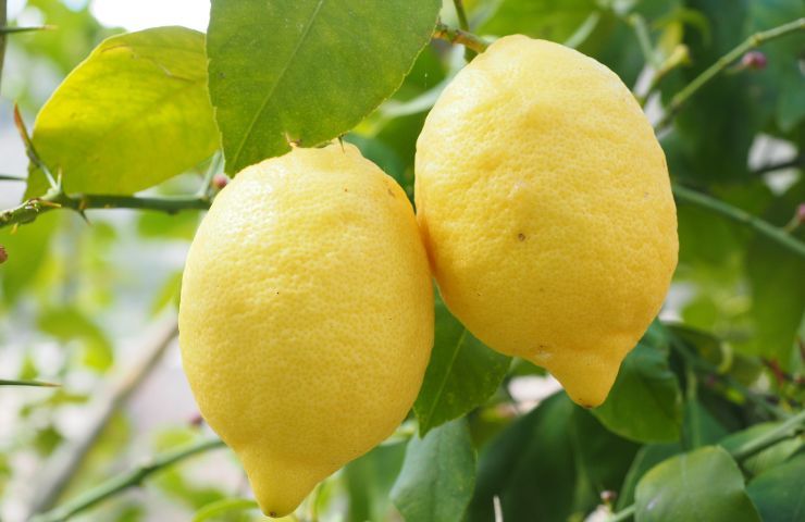 Limoni anticalcare