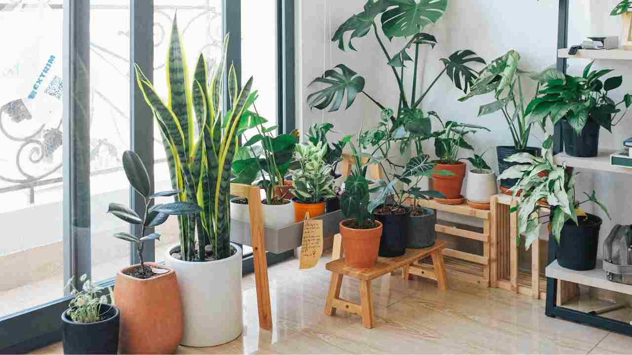 pianta che purifica l'aria in casa efficace