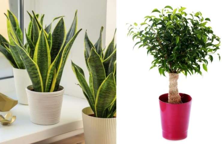 Tre piante di lingua di suocera ed un Ficus Benjamin