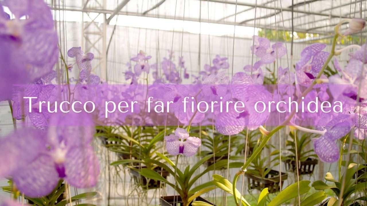 trucco fiorire orchidea