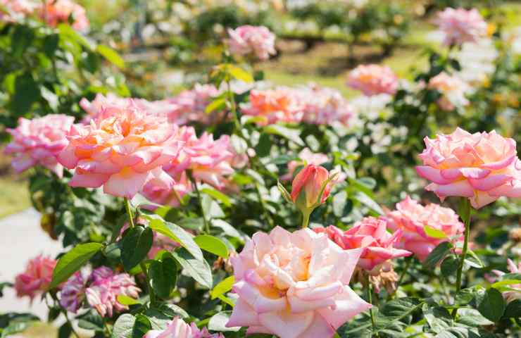 Un bellissimo roseto Inran.it 21112022