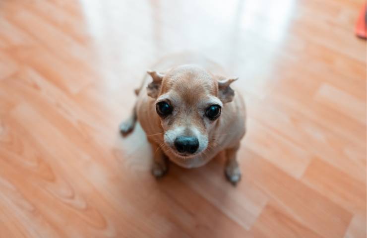 Un cagnolino su un laminato