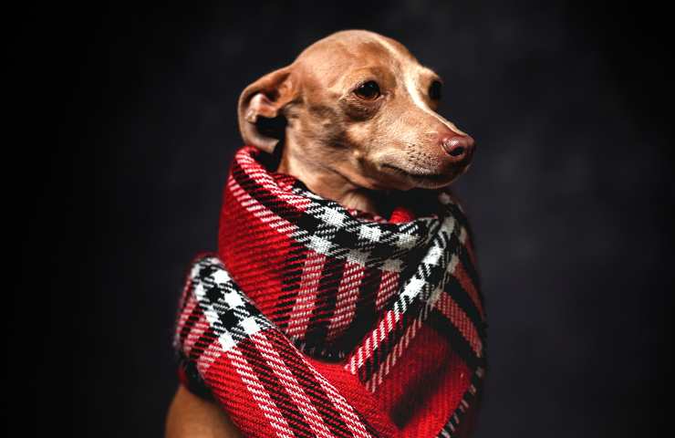 Un cane che indossa una sciarpa