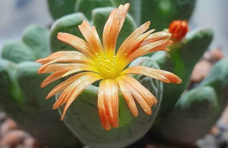 Un fiore di Conophytum bilobum