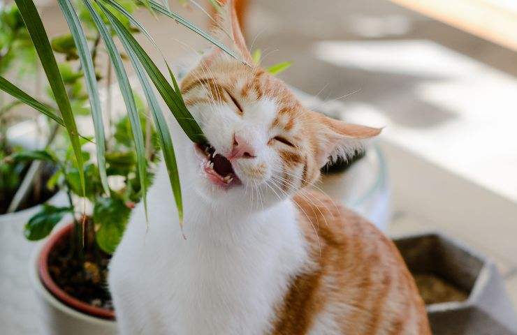 Un gatto mentre mangia le foglie di una pianta